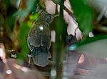 Archivo:Myrmophilax atrothorax - Black-throated Antbird (male); Manaus, Amazonas, Brazil