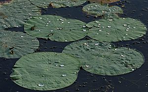 Archivo:Nelumbo nucifera (Indian Lotus)- water drops W IMG 8657