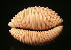 Archivo:Nucleolaria granulata 001