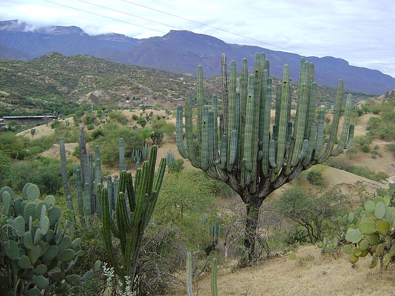 Pachycereus weberi (5747333261)