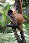 Panama spider monkey, Costa Rica
