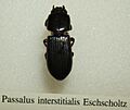 Passalus interstitialis sjh