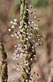 Plantago coronopus 20140504b