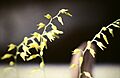 Pleurothallis grobyi - 3