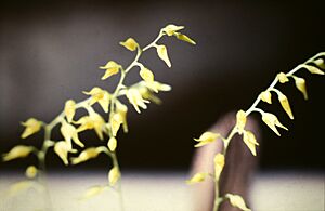 Archivo:Pleurothallis grobyi - 3