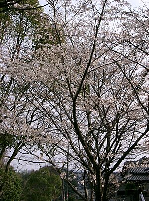 Archivo:Prunus x yedoensis2
