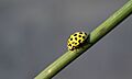 Psyllobora 22-punctata