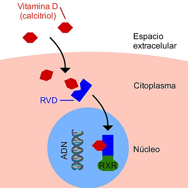 ReceptordevitaminaD