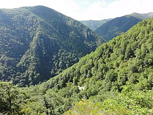 Reserva Natural Integral de Muniellos (Asturias, España) 10.JPG