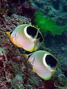 Saddle Butterflyfish 1