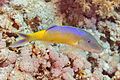 Salmonete amarillo (Parupeneus cyclostomus), mar Rojo, Egipto, 2023-04-14, DD 45