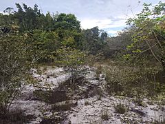 Archivo:Sandy soil "campina"; Machadinho d'Oeste, Rondônia, Brazil