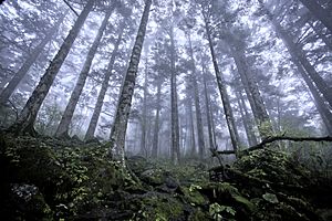Archivo:Shennongjia virgin forest