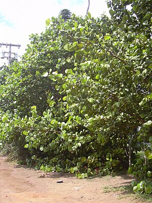 Archivo:Starr 030612-0003 Coccoloba uvifera