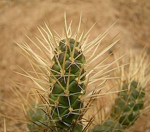 Archivo:Tephrocactus weberi 02 ies