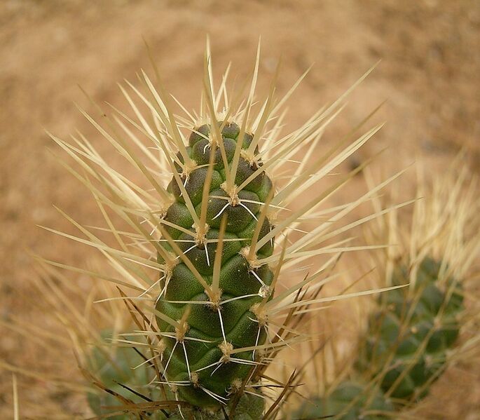 Tephrocactus weberi 02 ies