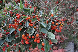 Archivo:Texas Madrone in Guadalupe Mountains