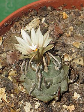 Archivo:Turbinicarpus schmiedickeanus subsp. schwarzii-4