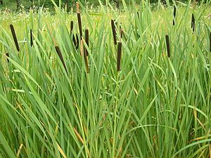 Archivo:Typha latifolia 02 bgiu