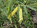 Velvet mesquite catkins