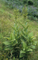 Veratrum lobelianum