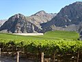 Viñedos en el camino hacia Los Loros - panoramio