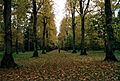 Westonbirt Arboretum 2