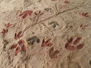 Archivo:Yacimiento de huellas de corcolilla, detalle