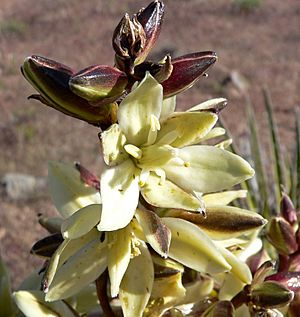 Archivo:Yucca schidigera 4
