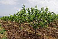 Овоштарник со праски