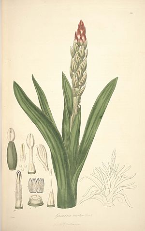 Archivo:8 Gusmannia tricolor - John Lindley - Collectanea botanica (1821)