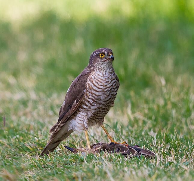 Accipiter nisus edit