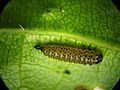 Altica larva
