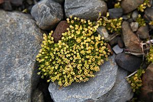Archivo:Antarctic Pearlwort