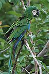 Ara severus -south Columbia-8a.jpg