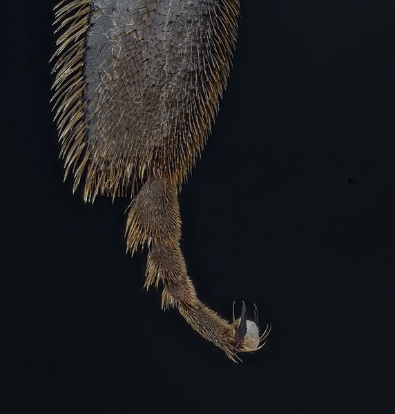 Bee's foot