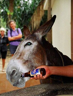 Archivo:Burro de Mayabe