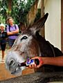 Burro de Mayabe