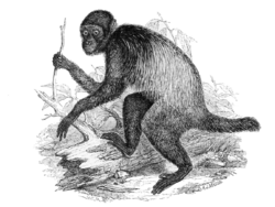 Cacajao melanocephalus.png