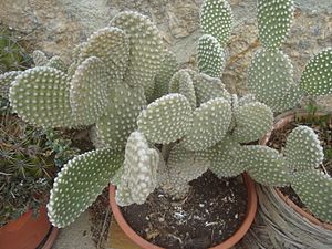 Archivo:Cactus "Opuntia microdasys"