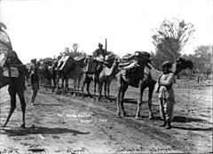 Archivo:Camel caravan Bourke from The Powerhouse Museum Collection