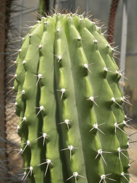 Cephalocereus scoparius1