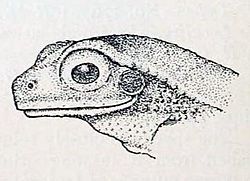Chiromantis simus in Annandale 1915.jpg