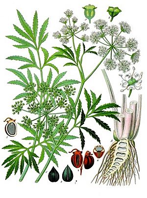 Archivo:Cicuta virosa - Köhler–s Medizinal-Pflanzen-038 cropped