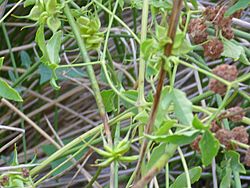 Clematis campaniflora Frutos 2010-8-15 SierraMadrona.jpg