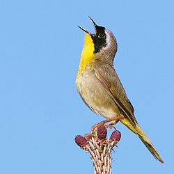 Common yellowthroat.jpg