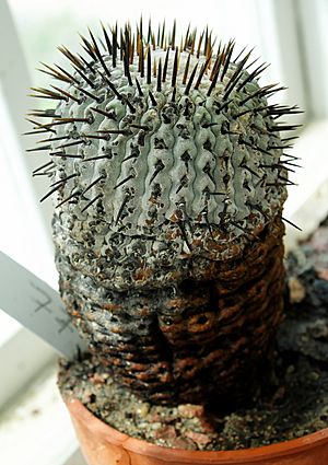 Archivo:Copiapoa cinerea ssp columna-alba