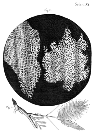 Archivo:Cork Micrographia Hooke