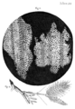 Cork Micrographia Hooke