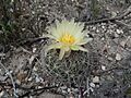 Coryphantha delicata 11